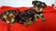 Passionate Yorkie puppies for sale