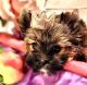 Wee Wanda AKC Yorkshire terrier under 5 and gorgeous hair