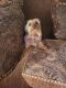 Yorkshire Terrier Puppies for sale in Port St. Lucie, FL 34983, USA. price: NA
