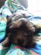 Two month old purebred yorkie for sale