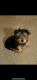 Yorkshire Terrier Puppies for sale in Simpsonville, SC 29680, USA. price: NA