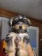 Yorkshire Terrier Puppies for sale in Conroe, TX, USA. price: NA