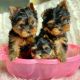 Super Adorable Yorkie Puppies Available Now