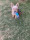 Yorkshire Terrier Puppies for sale in Manor, TX 78653, USA. price: NA