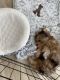 Yorkshire Terrier Puppies for sale in Hayward, CA, USA. price: $2,200