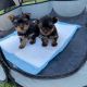Only one left. Yorkshire terrier boys for Adoption