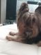 Male sweet and loving yorkie