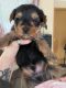 Yorkshire Terrier Puppies for sale in Clinton, IA, USA. price: NA