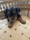 Adorable Yorkie puppies for sale