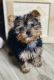 T-cup Yorkshire terrier
