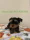 Healthy and we'll Train Teacup Yorkie Puppies