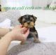Party teacup Yorkie puppies Ready