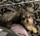 8mth old Male Yorkie