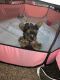 Yorkshire Terrier Puppies for sale in Midland, TX, USA. price: NA