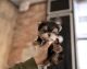 Teacup Yorkshire terrier puppies available