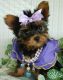 Astonished Yorkie Puppies For Adoption To Lovely Homes.