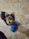 AKC Male Yorkshire Terrier for sale