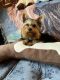 AKC Yorkie male puppy, 7 months old
