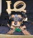 Yorkshire Terrior puppies for sale