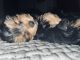 YorkShire Terrier puppies