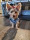6 month old Yorkie looking for a loving home