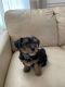Eight Week Old Yorkie Male Puppy for Sale