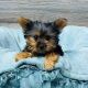 Yorkshire Terrier Puppies for sale in Plano, TX, USA. price: $800