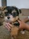 Yorkshire Terrier Puppies for sale in Meriden, CT 06451, USA. price: $3,000