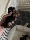 Yorkshire Terrier Puppies for sale in 1402 Otter St, Franklin, PA 16323, USA. price: NA