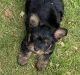 Yorkshire Terrier Puppies for sale in Austin, PA 16720, USA. price: NA