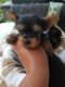 Yorkshire Terrier Puppies for sale in Quakertown, PA 18951, USA. price: NA