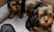Yorkshire Terrier Puppies for sale in Ohio City, Cleveland, OH, USA. price: $600