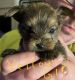 Yorkshire Terrier Puppies for sale in Sacramento, CA 95838, USA. price: NA