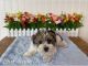 Yorkshire Terrier Puppies for sale in 913 E Poplar St, York, PA 17403, USA. price: NA
