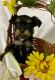 Yorkshire Terrier Puppies for sale in Greenville, PA 16125, USA. price: NA