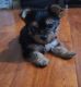 Yorkshire Terrier Puppies for sale in Hollister, CA 95023, USA. price: $1,300