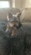 Yorkshire Terrier Puppies for sale in Little Elm, TX, USA. price: $400