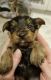 Yorkshire Terrier Puppies for sale in Alabama Ave, Brooklyn, NY 11207, USA. price: $1,300