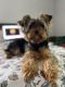 Yorkshire Terrier Puppies for sale in 501 N River Dr, Sandy Springs, GA 30350, USA. price: $1,500