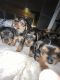 Yorkshire Terrier Puppies for sale in Easton, PA, USA. price: NA