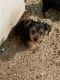 Yorkshire Terrier Puppies for sale in Rogers, TX 76569, USA. price: NA