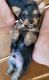 Yorkshire Terrier Puppies for sale in Greer, SC, USA. price: NA