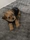 Yorkshire Terrier Puppies for sale in Deltona, FL, USA. price: $1,500