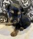 Yorkshire Terrier Puppies for sale in 11804 SE Market St, Portland, OR 97216, USA. price: $1,900