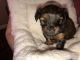 Yorkshire Terrier Puppies for sale in Cleburne, TX, USA. price: NA
