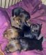 Yorkshire Terrier Puppies for sale in 5013 Goodnow Rd, Baltimore, MD 21206, USA. price: NA