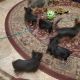 Yorkshire Terrier Puppies for sale in St. George, UT, USA. price: NA