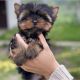 Yorkshire Terrier Puppies for sale in Lombard St, San Francisco, CA, USA. price: $5,400