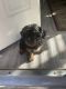Yorkshire Terrier Puppies for sale in Pflugerville, TX, USA. price: NA
