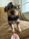 Yorkshire Terrier Puppies for sale in South Euclid, OH, USA. price: NA